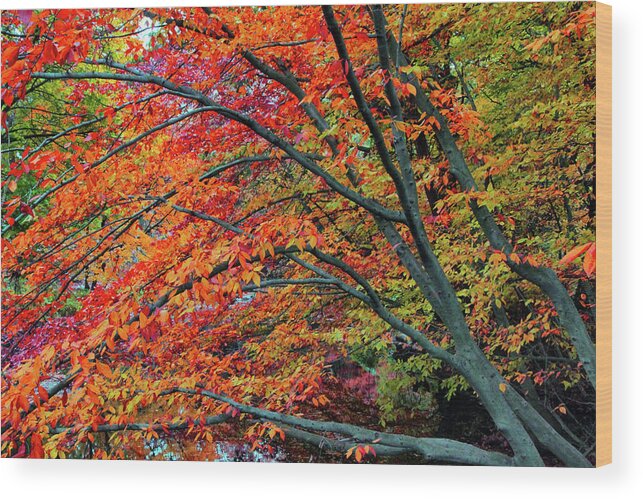Autumn Wood Print featuring the photograph Flickering Foliage by Jessica Jenney