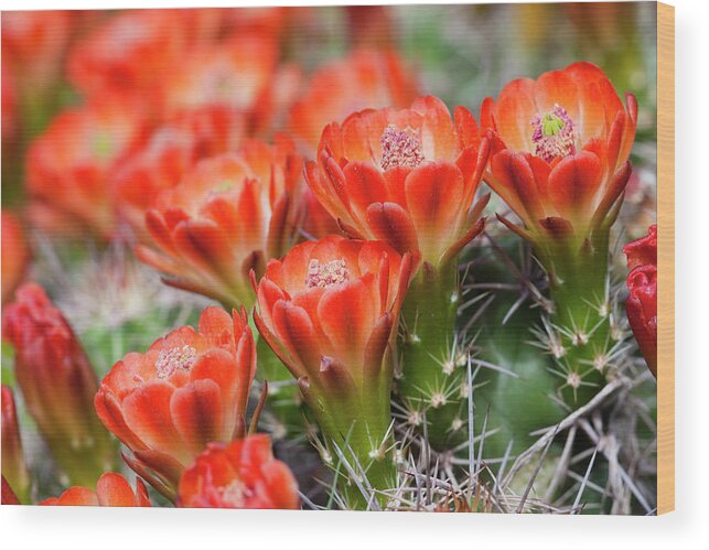 Claret Cup Cactus Wood Print featuring the photograph Claret Cup Orange by Eggers Photography