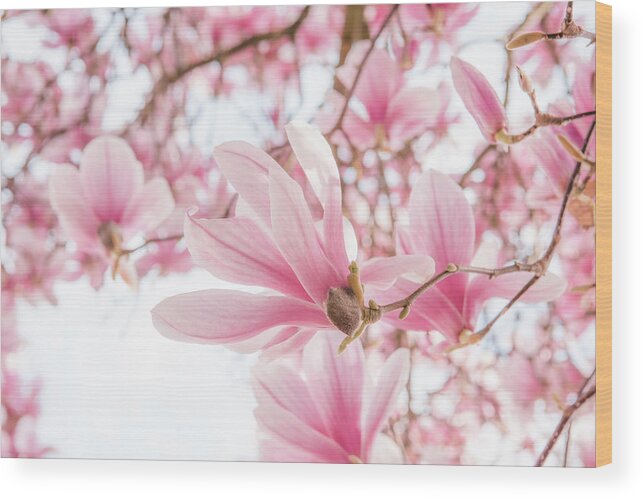 Magnolia Wood Print featuring the photograph Close-up on Spring by Philippe Sainte-Laudy
