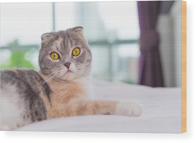 One Animal Wood Print featuring the photograph close up portrait of a Scottish fold cat on bed looking at camera by Kiszon Pascal