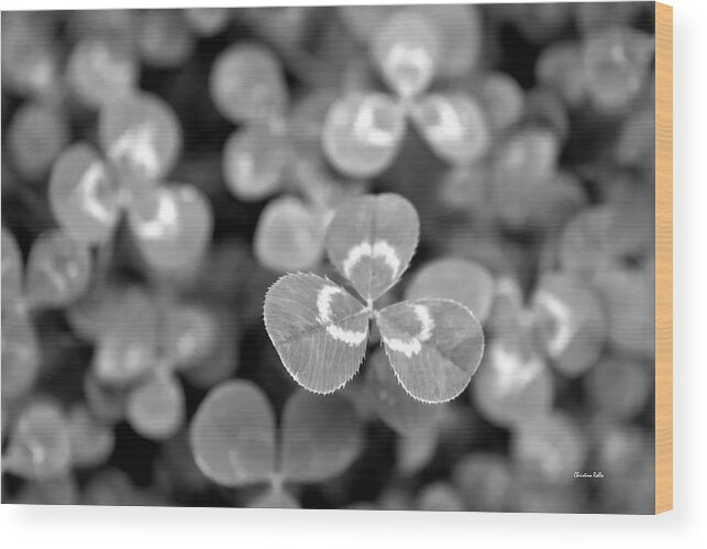 Clover Wood Print featuring the photograph Clover Black and White by Christina Rollo