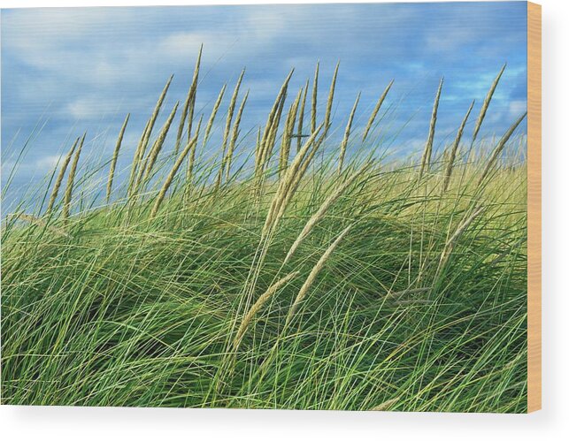 Beautiful Wood Print featuring the photograph Coastal Grass by David Desautel