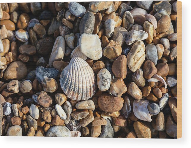 United Kingdom Wood Print featuring the photograph Cockle shell and pebbles by Richard Donovan