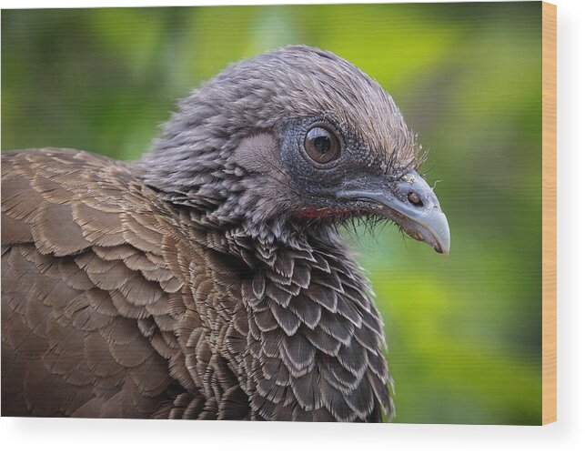 Colombia Wood Print featuring the photograph Colombian Chachalaca Qawana Ibague Tolima Colombia by Adam Rainoff