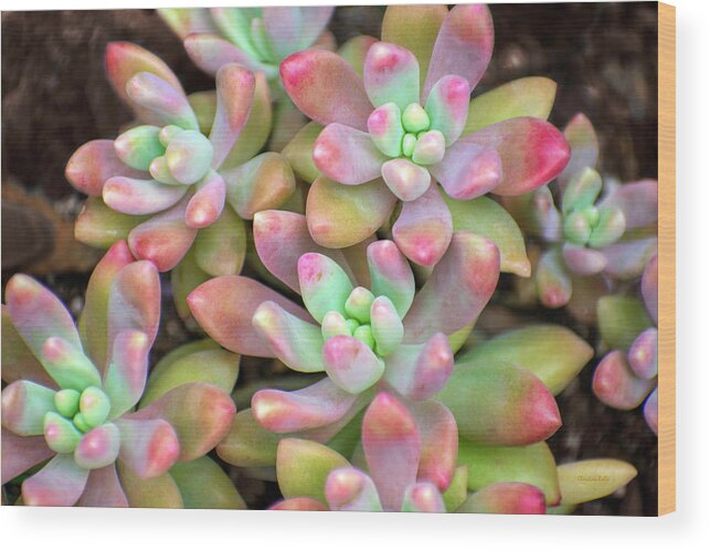 Plant Wood Print featuring the photograph Colorful Succulent Moonstone Plants by Christina Rollo
