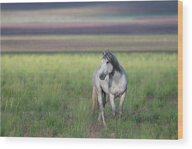Wild Horse Wood Print featuring the photograph Colors by Mary Hone