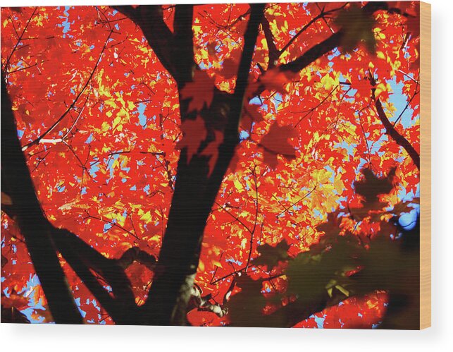 Fall Leaves Wood Print featuring the photograph Colors of Autumn by Christopher Reed