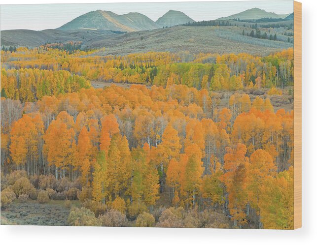 Trees Wood Print featuring the photograph Colors of the Season by Jonathan Nguyen