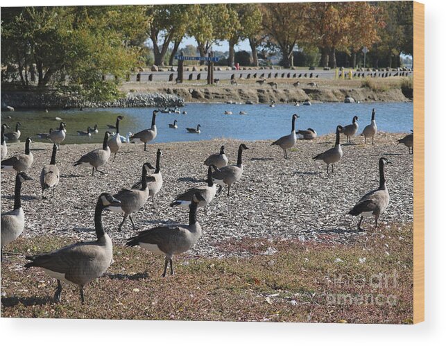 Geese Wood Print featuring the photograph Columbia Park Geese by Carol Groenen