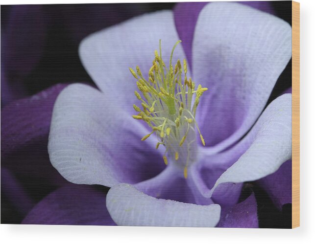 Macro Wood Print featuring the photograph Columbine 764 by Julie Powell