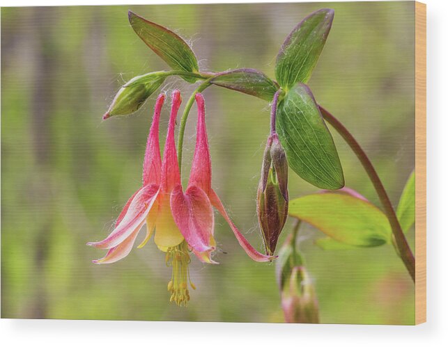 Door County Wood Print featuring the photograph Columbine by Paul Schultz