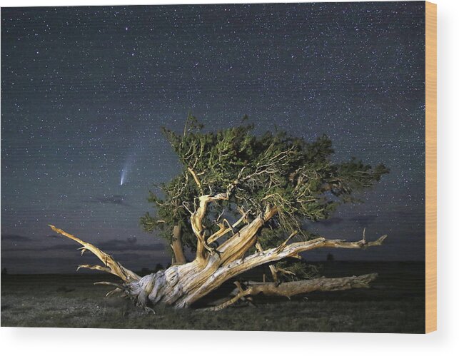 Comet Wood Print featuring the photograph Comet Neowise and Bristlecone by Gretchen Baker