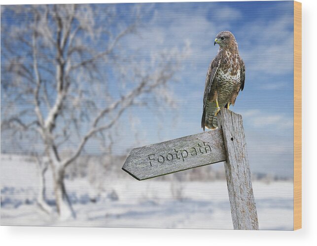Common Buzzard Wood Print featuring the photograph Common Buzzard Perched in Winter by Arterra Picture Library