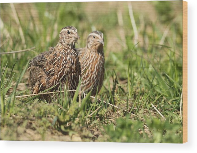 Grass Wood Print featuring the photograph Common quails (Coturnix coturnix) Cock and hen in the field, Lower Austria, Austria by imageBROKER/Dieter Hopf