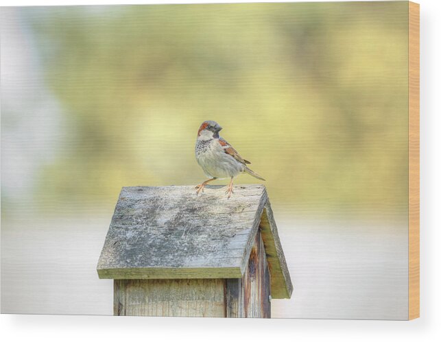 Bird Wood Print featuring the photograph Common Sparrow by Loyd Towe Photography