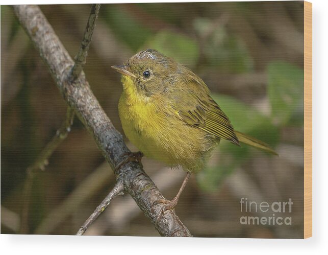 Common Yellowthroat Wood Print featuring the photograph Common Yellowthroat in Summer by Nancy Gleason