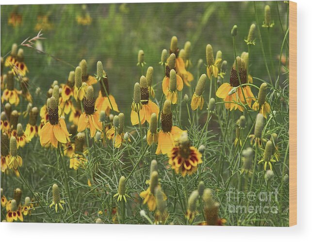 Cone Flowers Wood Print featuring the photograph Cone Flowers by Joan Bertucci