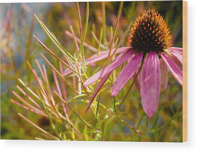 Coneflower Wood Print featuring the photograph Coneflower and Willowflower Seedpods by Kristin Hatt