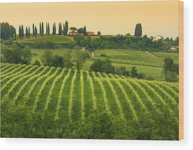 Scenics Wood Print featuring the photograph Conegliano Veneto - Collabrigo - the prosecco hills by GitoTrevisan