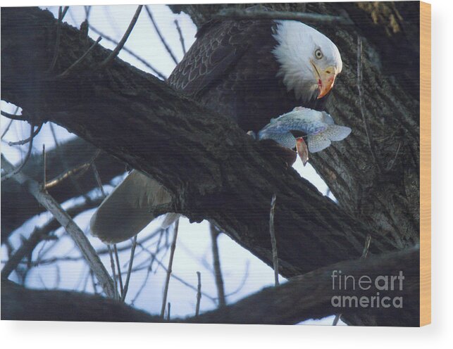 Conowingo Wood Print featuring the photograph Conowingo Maryland Eagle Lunch by Adam Jewell