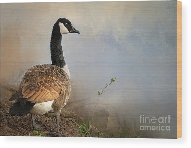Goose Wood Print featuring the photograph Contemplation by Shelia Hunt