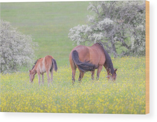 Horses Wood Print featuring the photograph Contentment - Mare and Foal in a meadow by Anita Nicholson