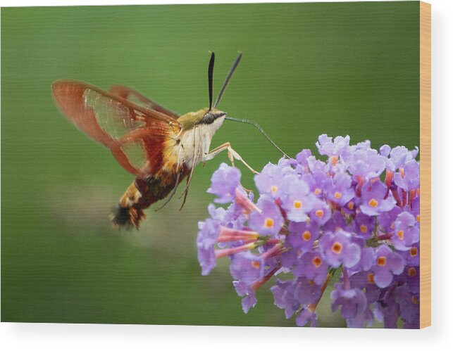 Hummingbird Moth Wood Print featuring the photograph Cool Creature by Linda Bonaccorsi