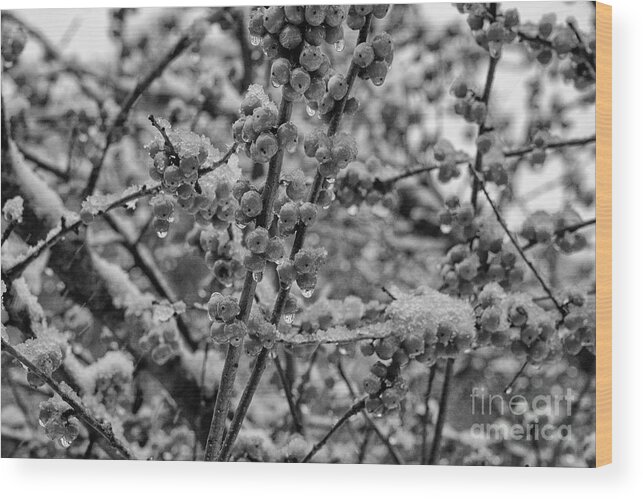 Georgetown Wood Print featuring the photograph Cool Possumhaw Berries 2 by Bob Phillips