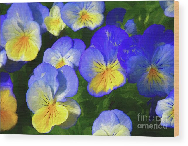 Pansies Wood Print featuring the photograph Cool Wave Morpho Pansies by Diana Mary Sharpton