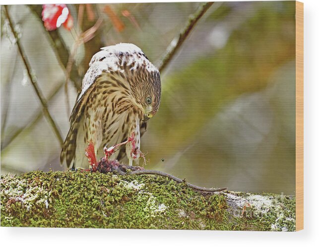 Cooper's Hawk Wood Print featuring the photograph Cooper's Hawk Devouring Large Rodent by Amazing Action Photo Video