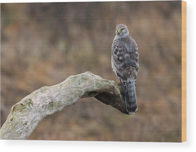 Coopers Hawk Wood Print featuring the photograph Coopers Hawk by Terry Dadswell