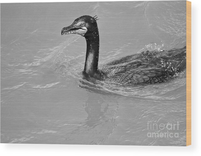 Cormorant Wood Print featuring the photograph Cormorant In The Susquehanna River Black And White by Adam Jewell