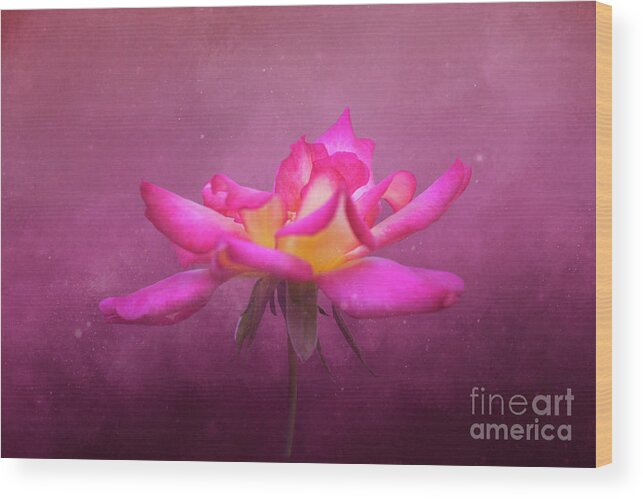 Rose Wood Print featuring the photograph Cosmic Rose by Joan Bertucci