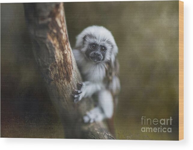 Cotton-top Tamarin Wood Print featuring the photograph Cotton-Top Tamarin2 by Eva Lechner