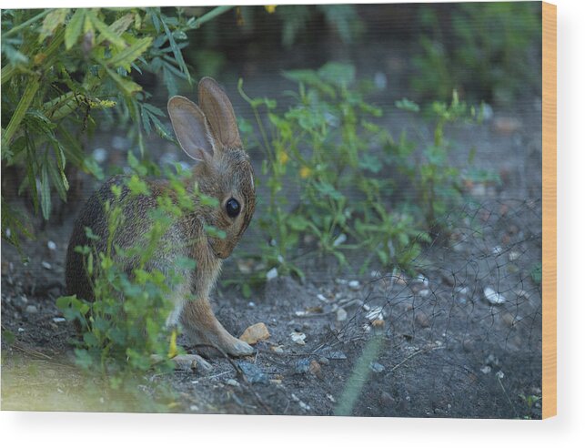 Rabbit Wood Print featuring the photograph Cottontail Rabbit Grooming in a Garden by Rachel Morrison