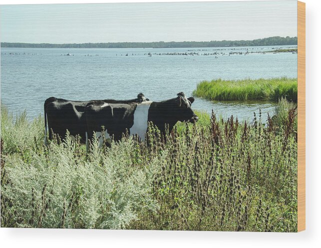 Cows Wood Print featuring the photograph Cows at the beach by Elaine Berger