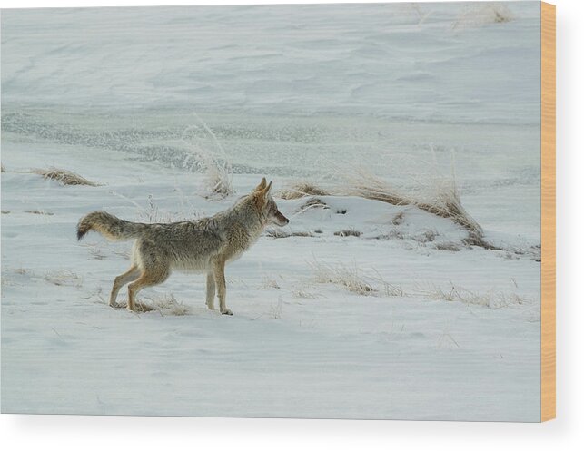 Colorado Wood Print featuring the photograph Coyote - 8962 by Jerry Owens