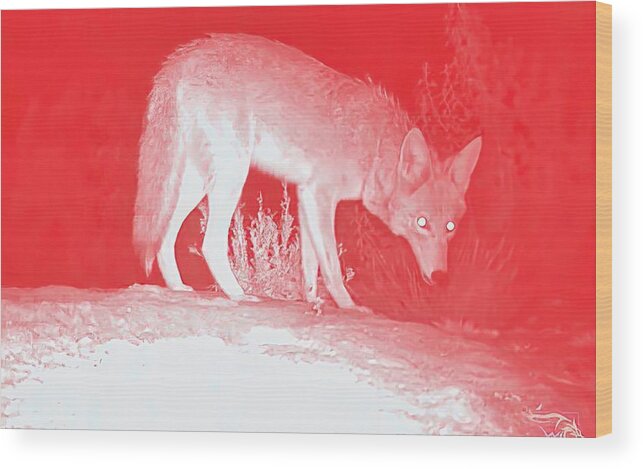 Wild Canid Wood Print featuring the photograph Coyote in Coral by Judy Kennedy