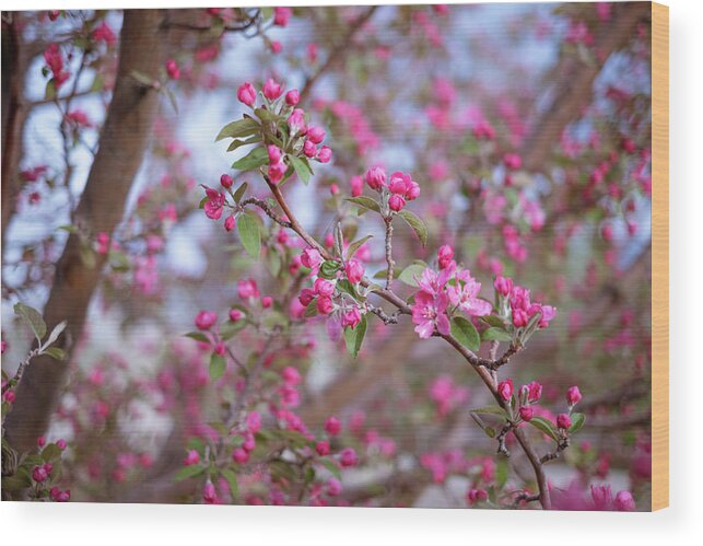 Spring Wood Print featuring the photograph Crabapple in Spring I by Mary Lee Dereske