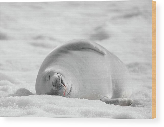04feb20 Wood Print featuring the photograph Crabeater Seal Frozen Drool Pile BW-SC by Jeff at JSJ Photography