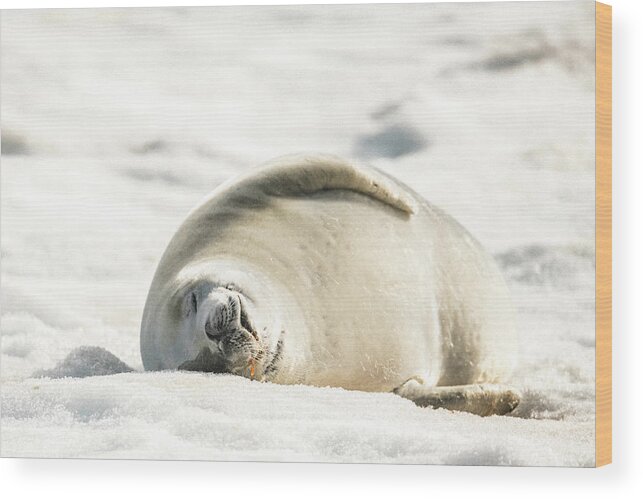 04feb20 Wood Print featuring the photograph Crabeater Seal Frozen Drool Pile Raw Color by Jeff at JSJ Photography