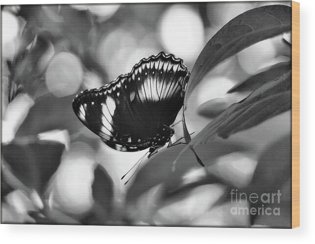 Black And White Wood Print featuring the photograph Cracker Butterfly in Black and White by Sandra Huston