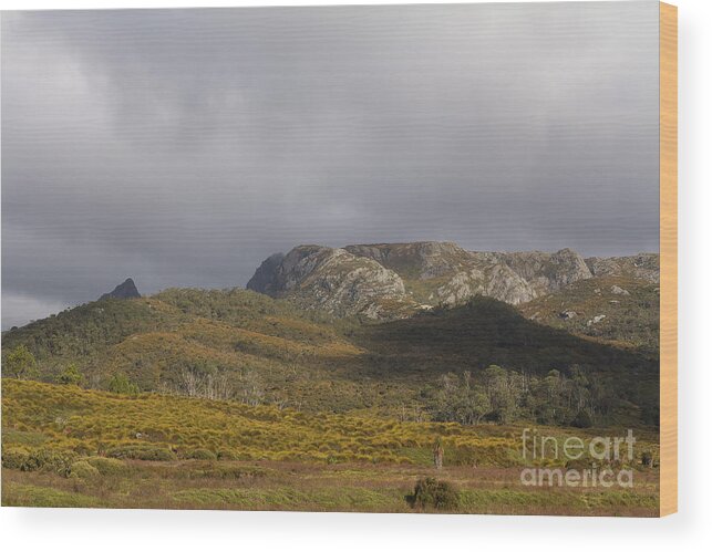 Tasmania Wood Print featuring the photograph Cradle Valley Boardwalk, Tasmania, Australia by Elaine Teague