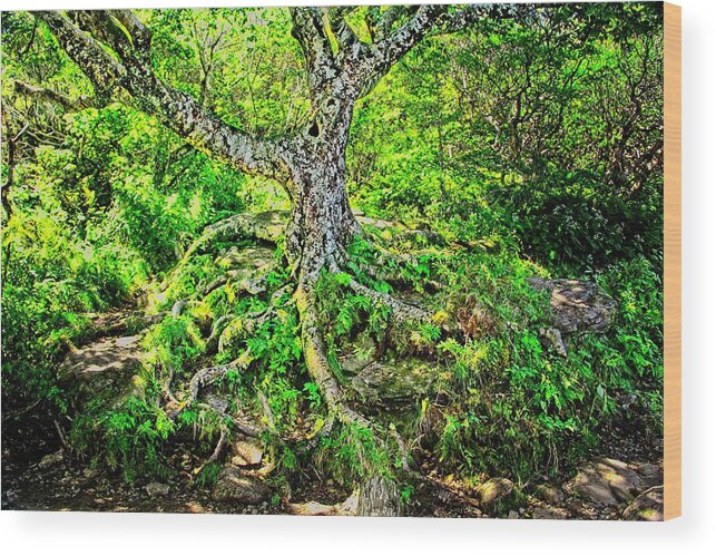 Tree Wood Print featuring the photograph Craggy Pinnacle Trail Tree by Allen Nice-Webb