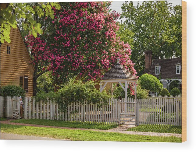 Colonial Williamsburg Wood Print featuring the photograph Crape Myrtle in Colonial Williamsburg by Rachel Morrison