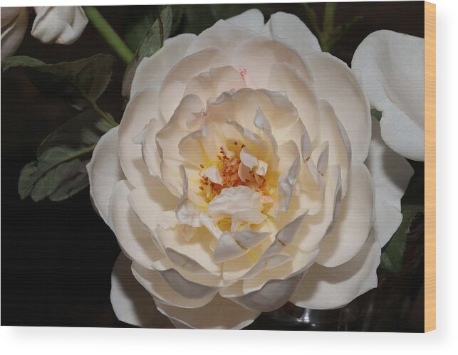 Rose Wood Print featuring the photograph Creamy Fragrant Rose by Mingming Jiang