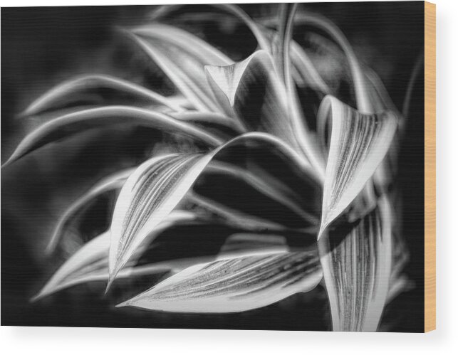 Black Wood Print featuring the photograph Creative Botanicals Black and White by Debra and Dave Vanderlaan