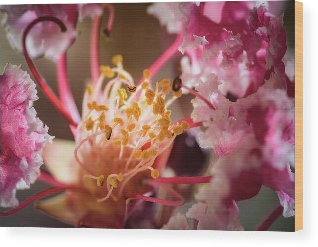 Lagerstroemia Wood Print featuring the photograph Crepe Myrtle Glow by James Barber