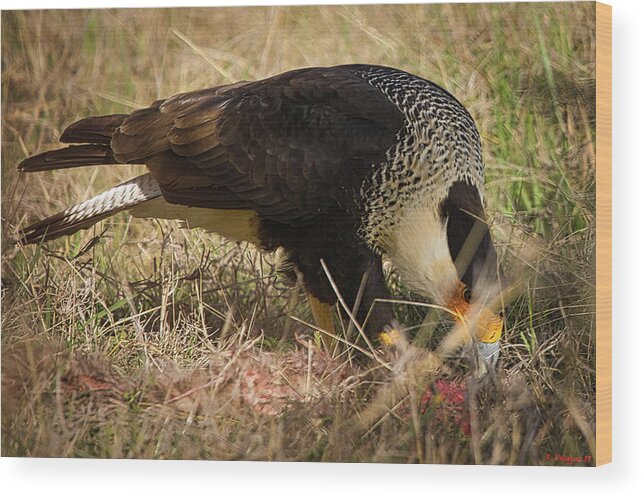 Hawk Wood Print featuring the photograph Crested Caracara With Prey by Rene Vasquez