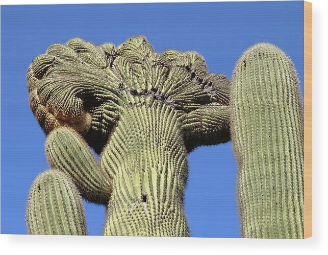 Cactus Wood Print featuring the photograph Crested Saguaro at Organ Pipe Cactus National Monument by Steve Wolfe